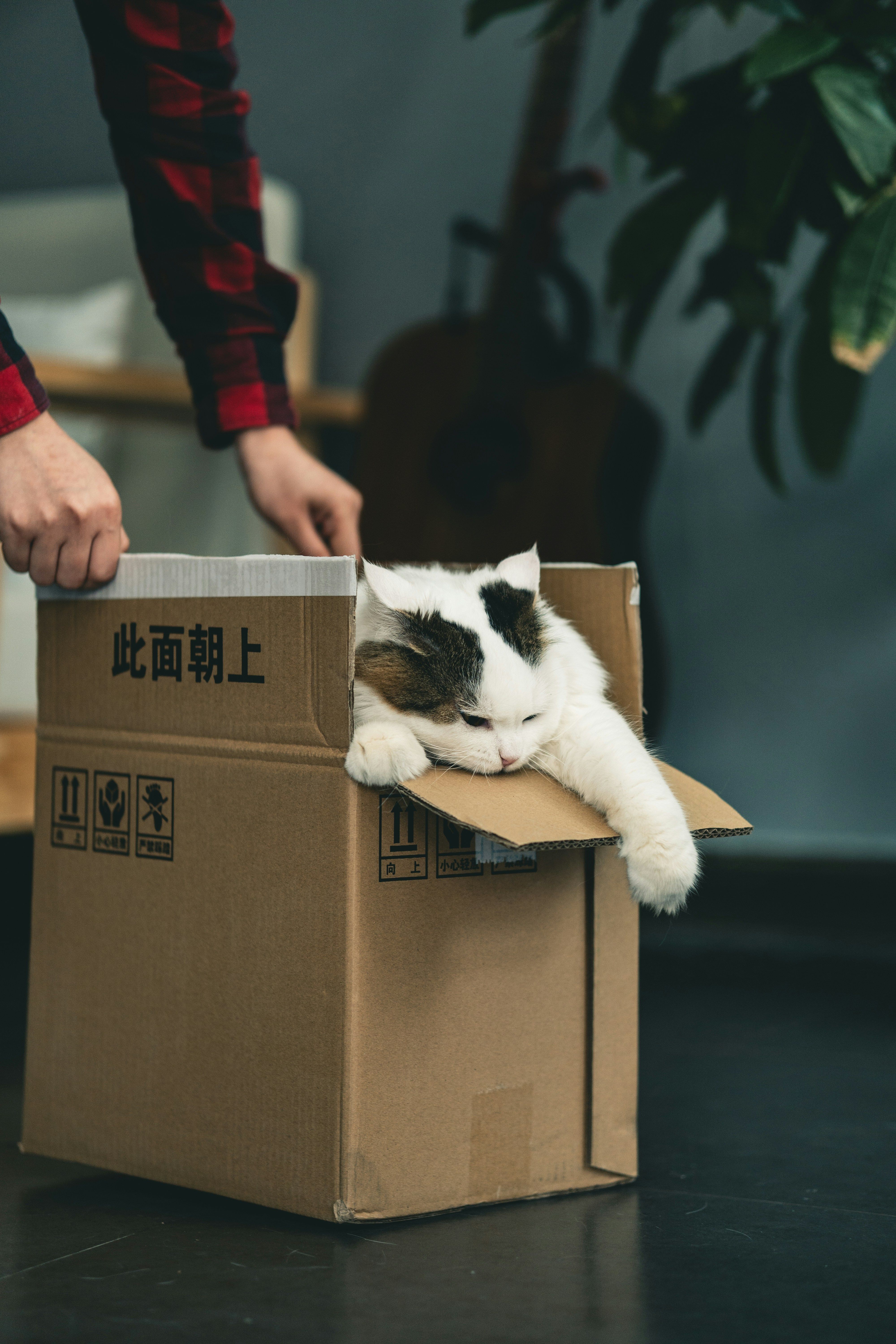 DevOps Cats - Makenna's Website